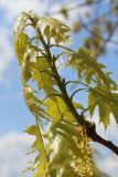 View full-size image Quercus rubra