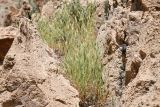 View full-size image genus Hordeum