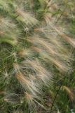 View full-size image Hordeum jubatum