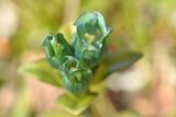View full-size image Gentiana glauca