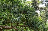 View full-size image Ilex cornuta