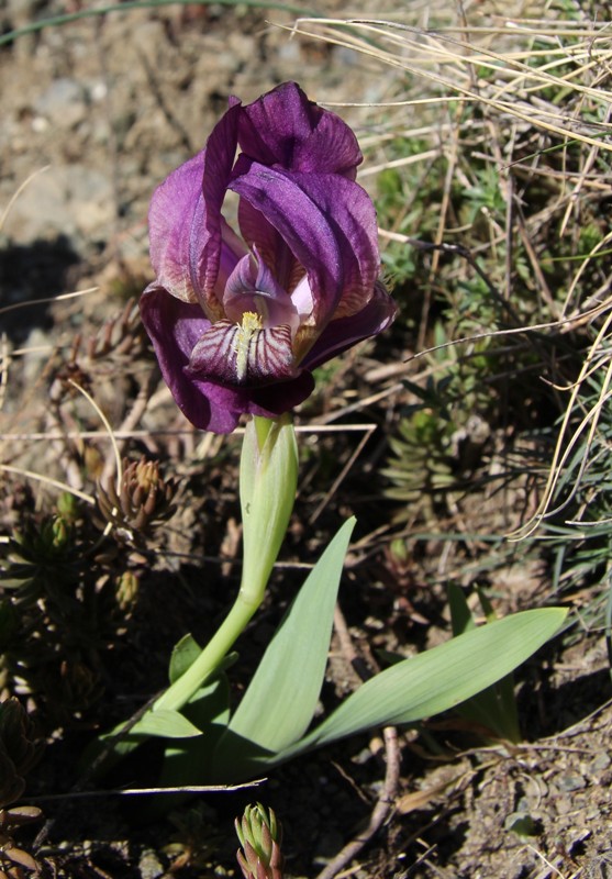 Image of Iris lutescens specimen.