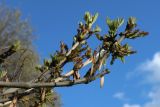 View full-size image Fraxinus pennsylvanica