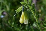 View full-size image genus Onosma