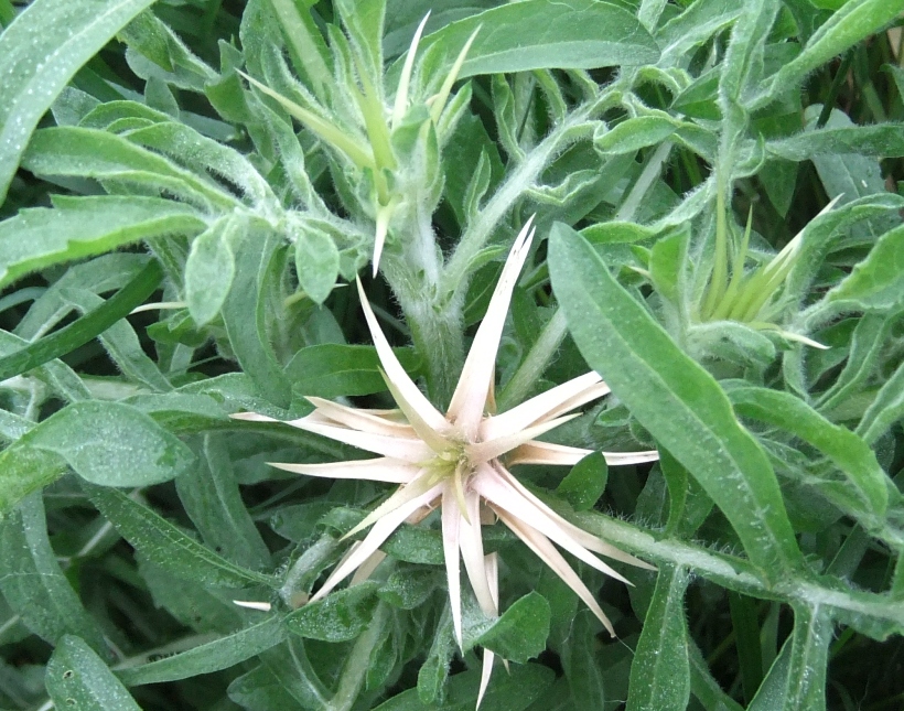 Image of Centaurea iberica specimen.