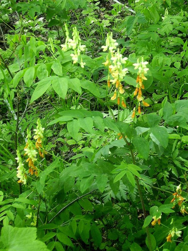 Image of Lathyrus gmelinii specimen.