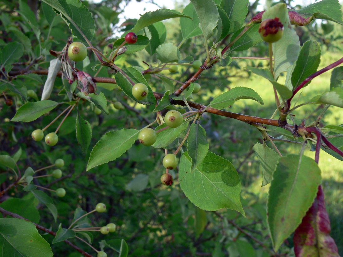 Image of Malus baccata specimen.