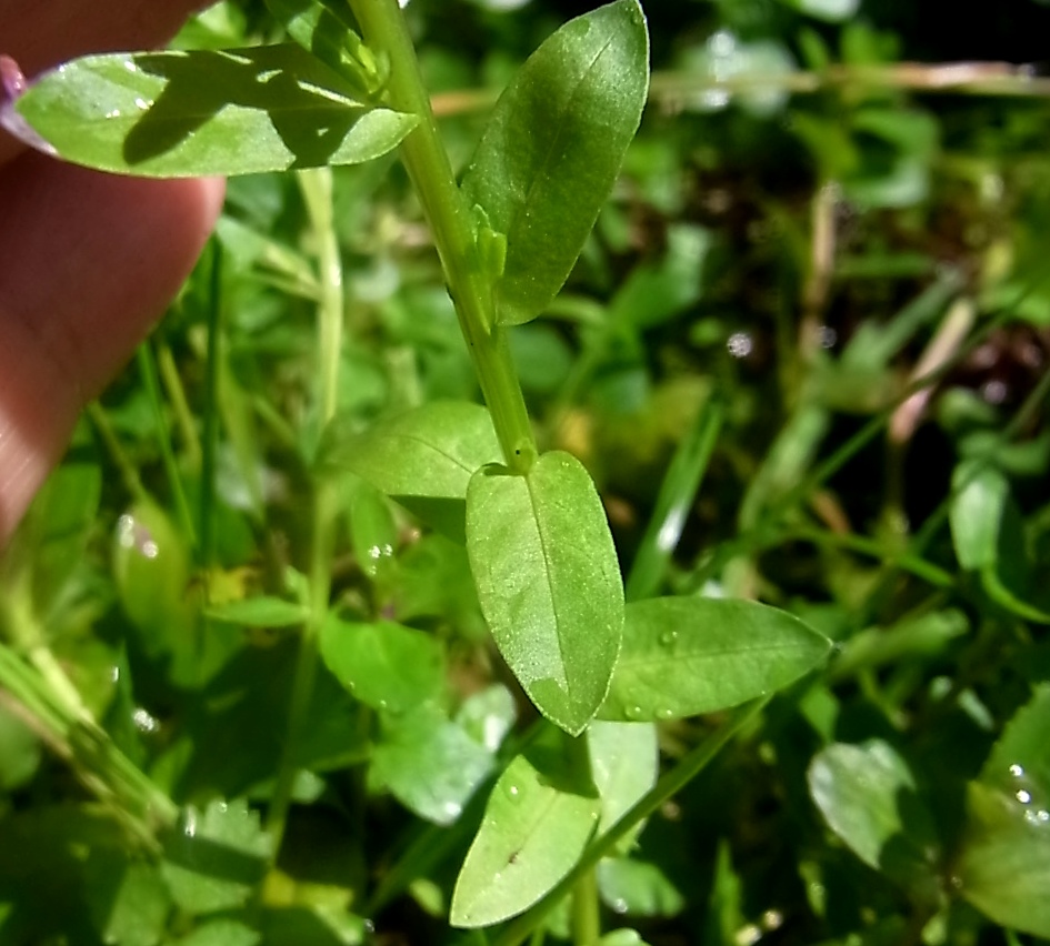 Image of genus Lythrum specimen.