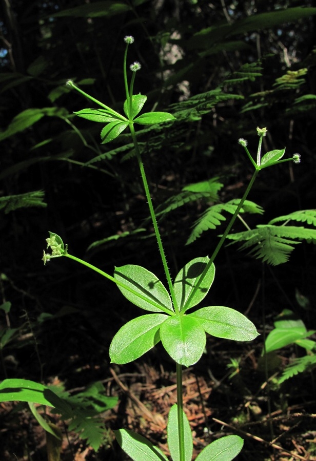 Image of Galium triflorum specimen.