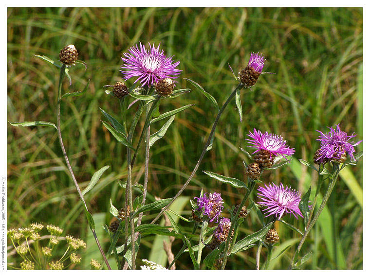 Image of Centaurea jacea specimen.