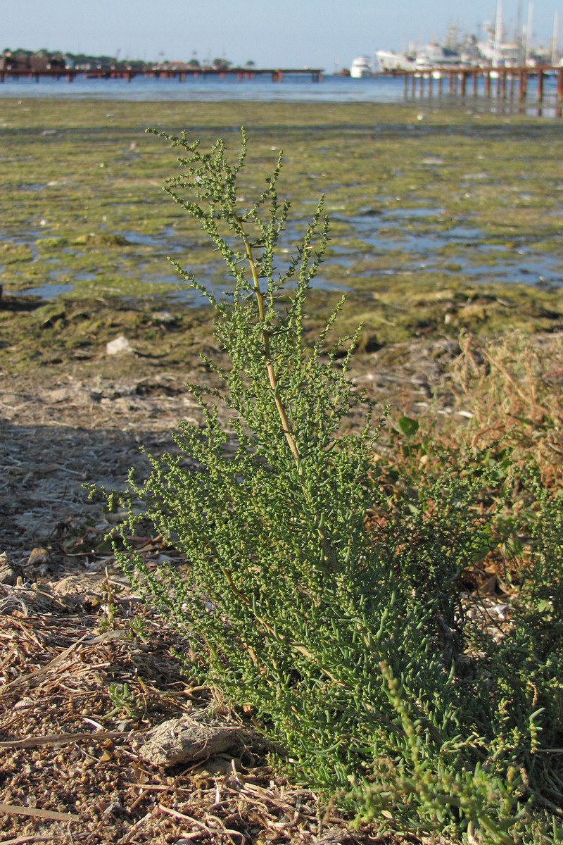 Image of Suaeda salsa specimen.