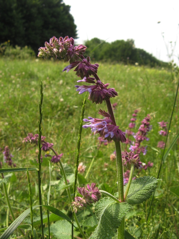 Image of Salvia verticillata specimen.