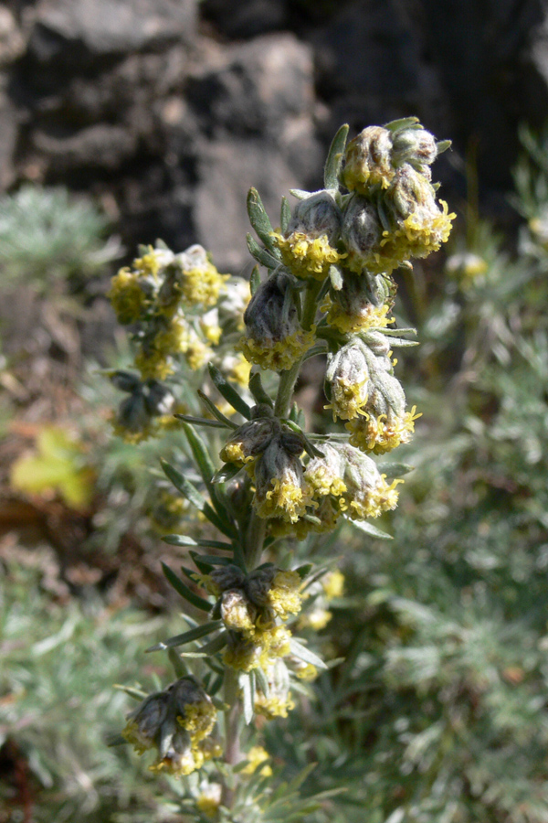 Image of Artemisia sericea specimen.