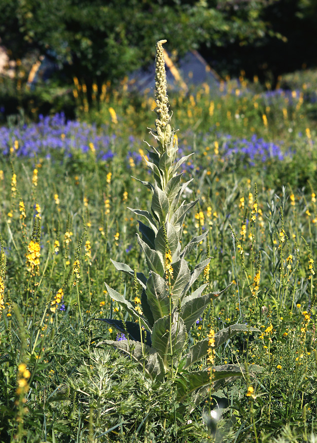 Image of Verbascum densiflorum specimen.