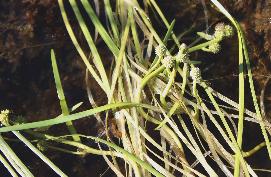 Image of Sparganium hyperboreum specimen.