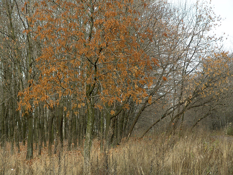 Image of Fraxinus excelsior specimen.