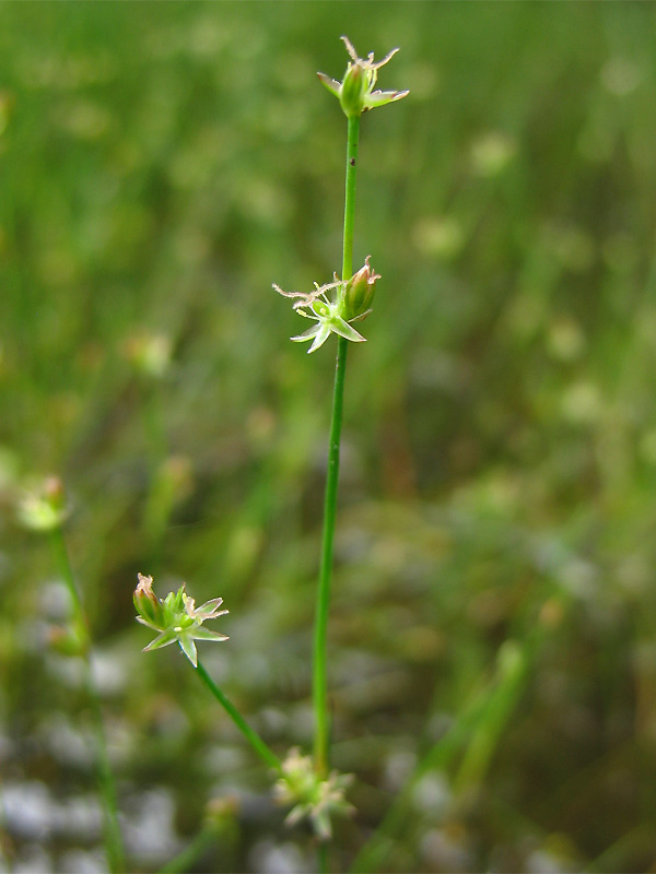 Изображение особи Juncus ambiguus.