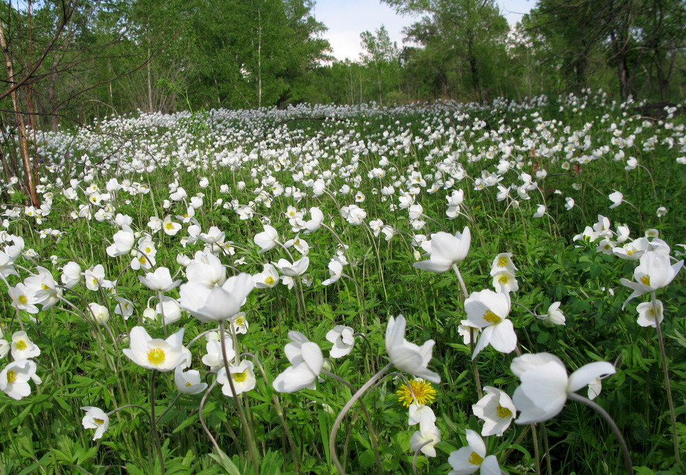 Image of Anemone sylvestris specimen.