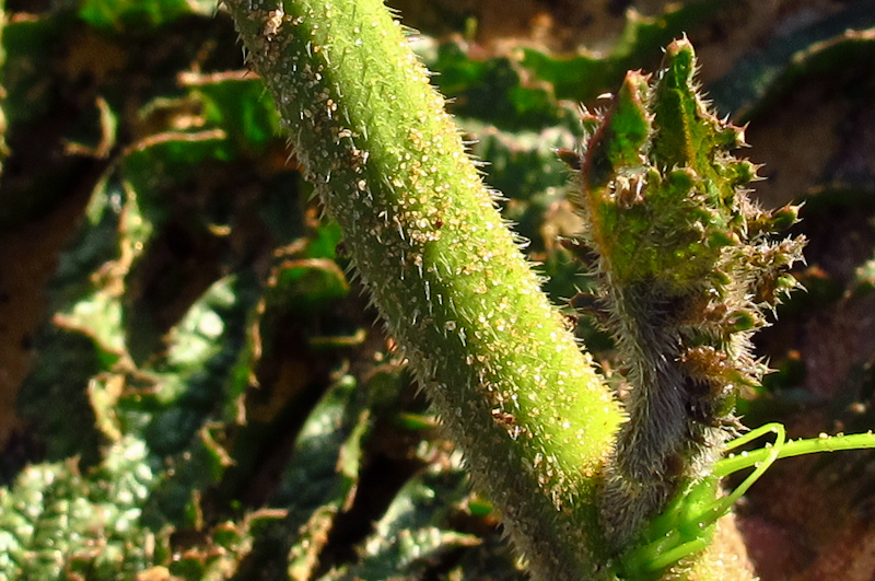 Image of Brassica sisymbrioides specimen.