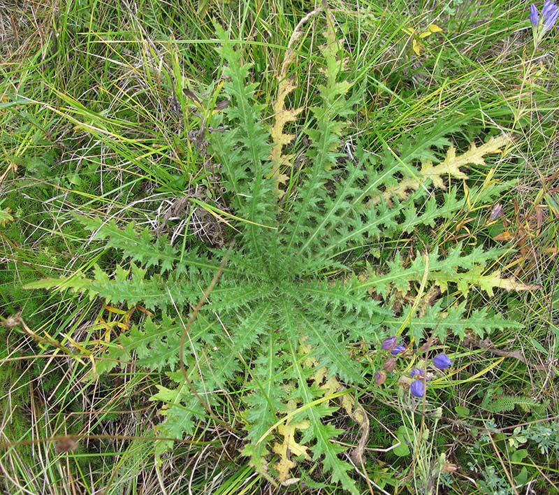 Изображение особи Cirsium palustre.