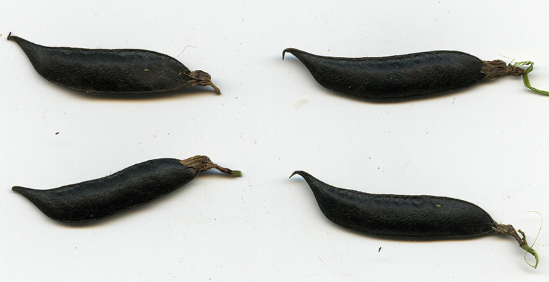 Image of Vicia sepium specimen.