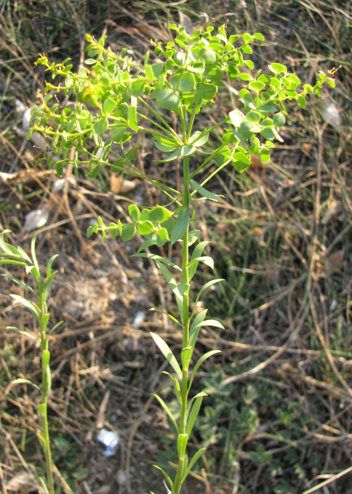 Изображение особи Euphorbia seguieriana.