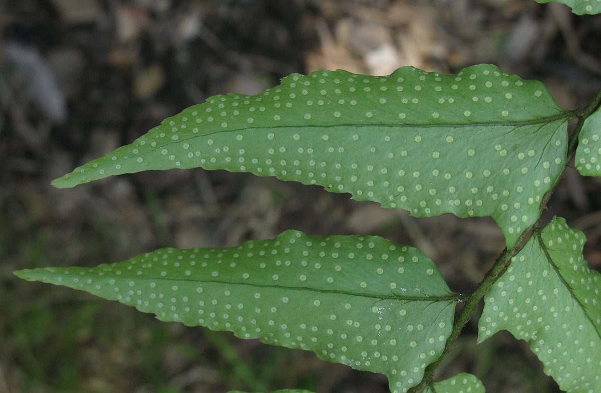 Image of Cyrtomium fortunei specimen.