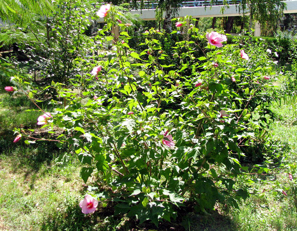 Image of genus Hibiscus specimen.