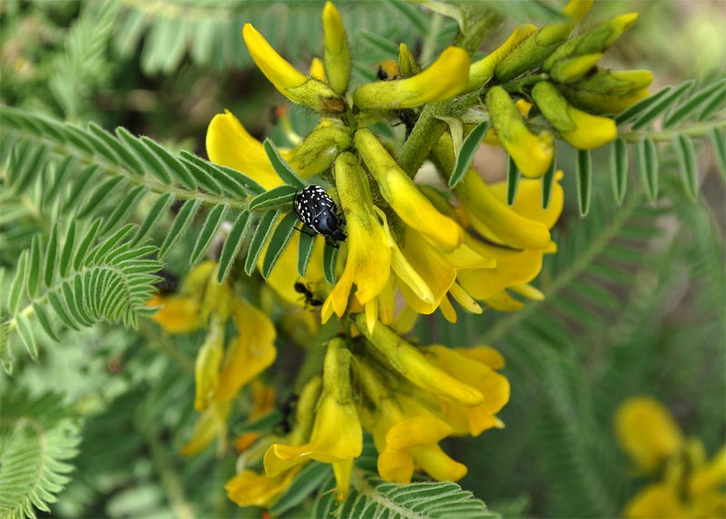 Image of Astragalus caraganae specimen.