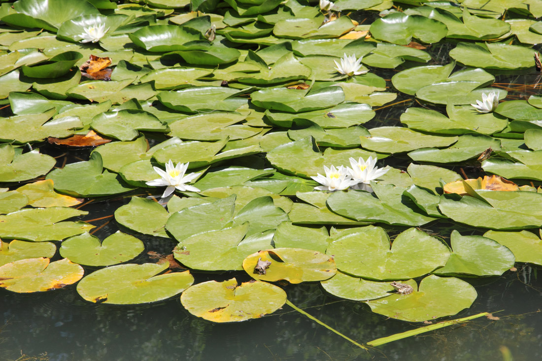 Изображение особи Nymphaea alba.