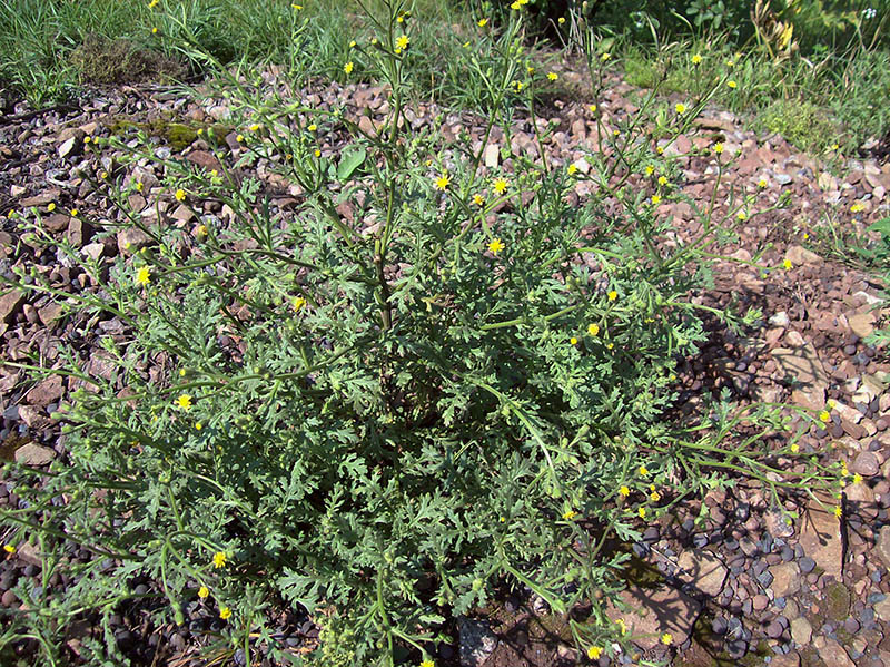 Image of Senecio viscosus specimen.