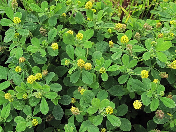 Image of Medicago lupulina specimen.