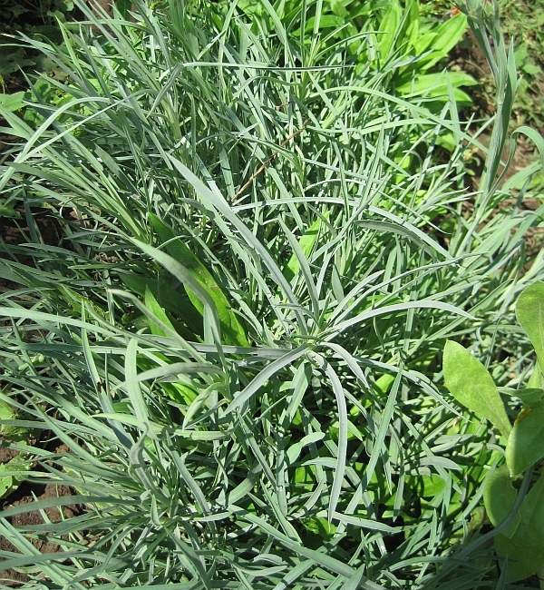 Image of genus Dianthus specimen.