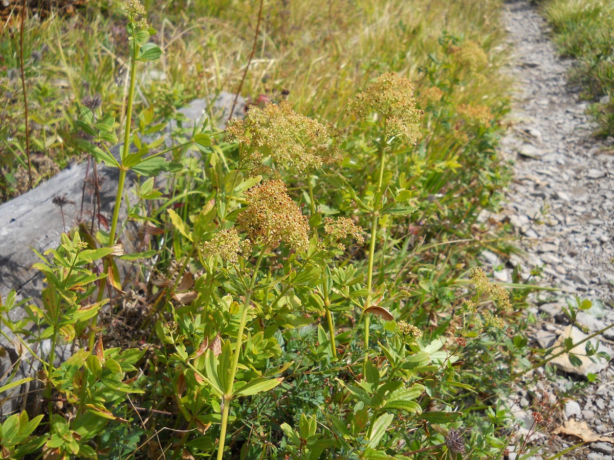 Изображение особи Galium rubioides.