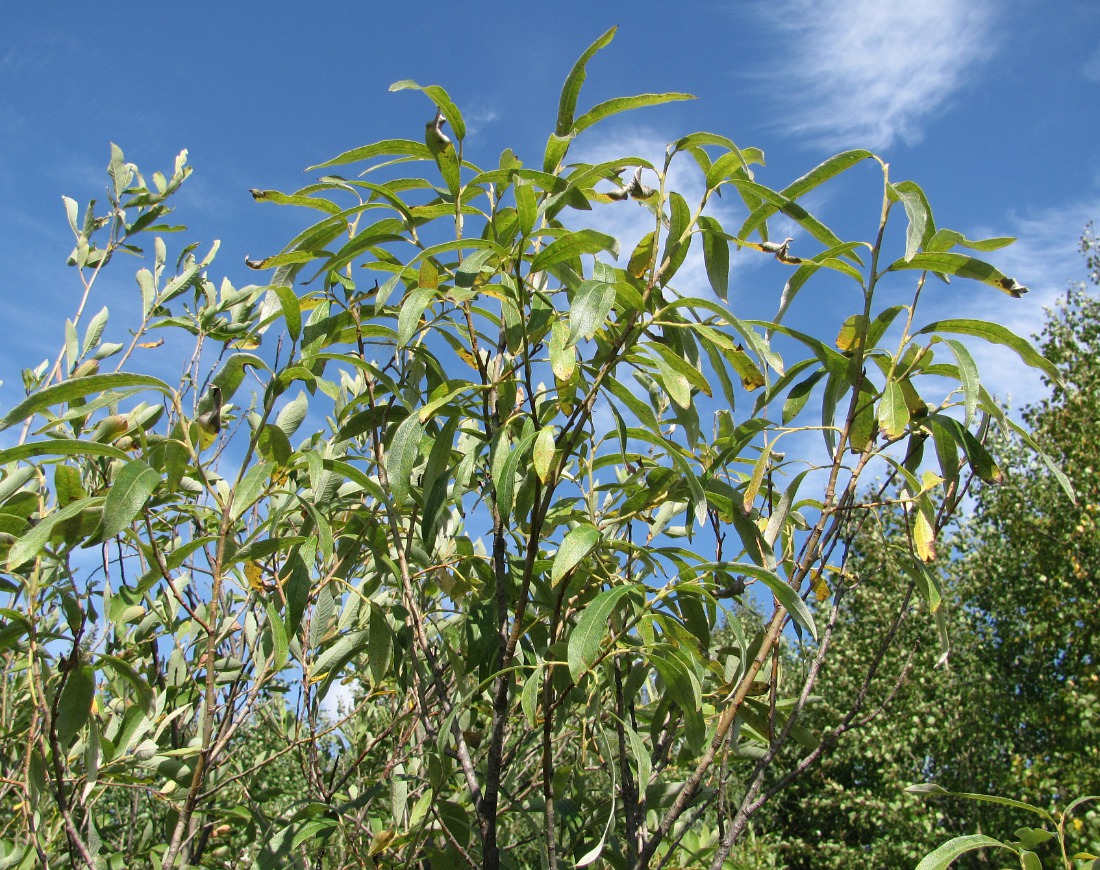 Image of Salix gmelinii specimen.