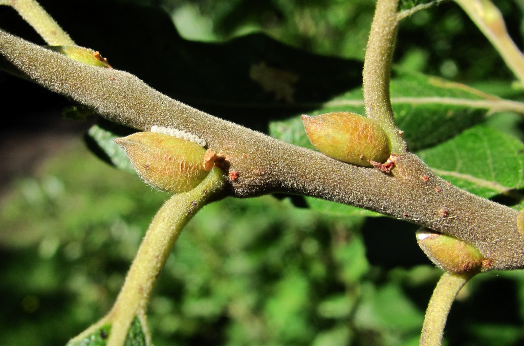 Image of Salix cinerea specimen.