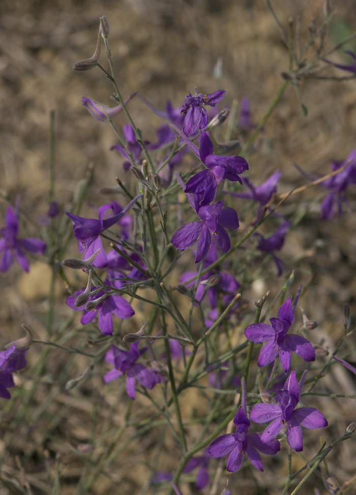 Image of Delphinium paniculatum specimen.