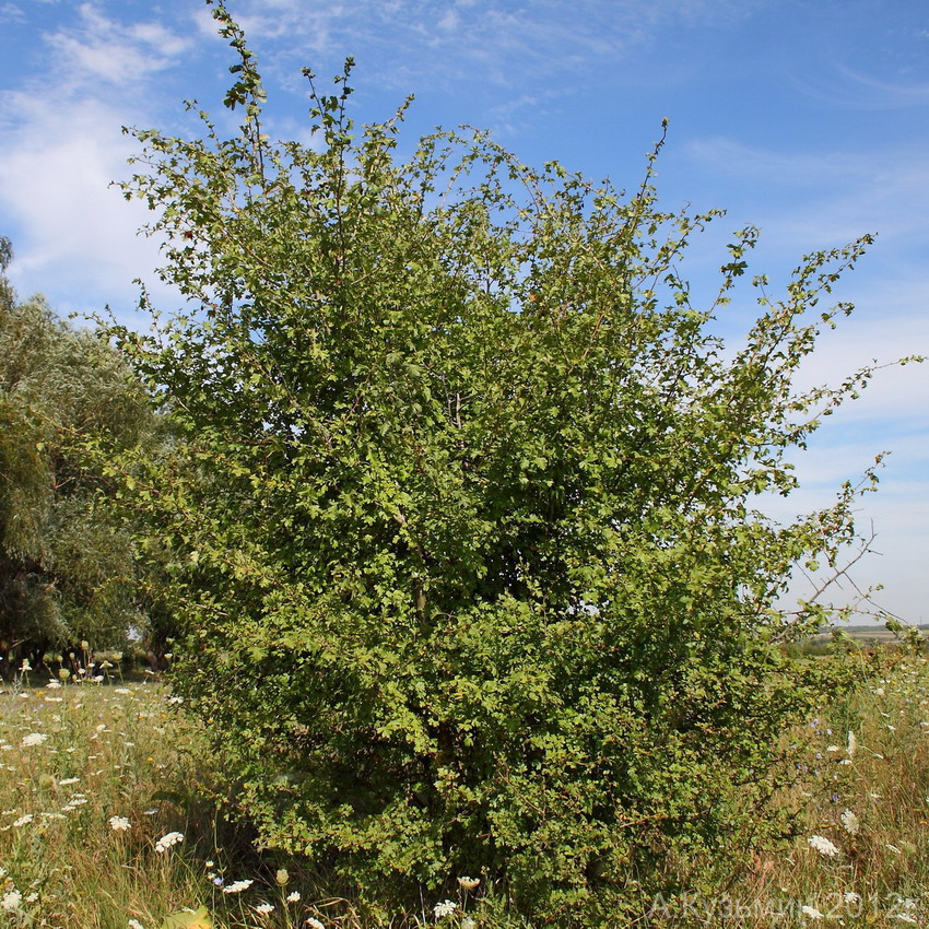 Image of Crataegus rhipidophylla specimen.