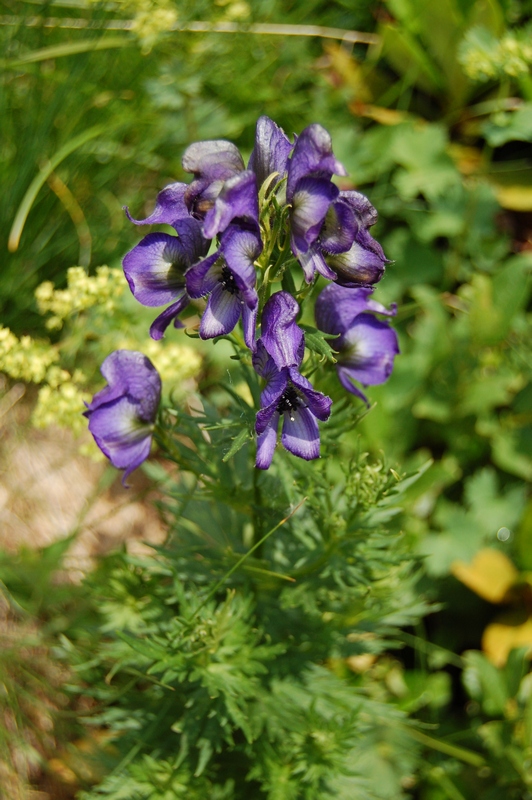 Image of Aconitum nasutum specimen.