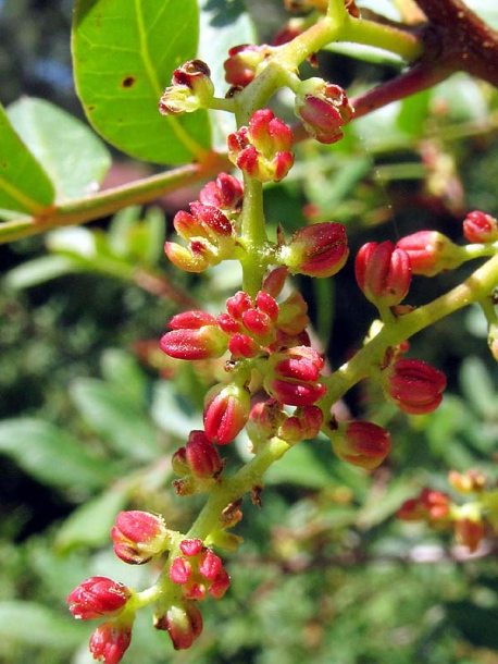 Image of Pistacia lentiscus specimen.