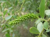 Salix × sepulcralis. Соплодие. Украина, Запорожье, ниже Малого рынка, возле берега р. Днепр. 23.05.2010.