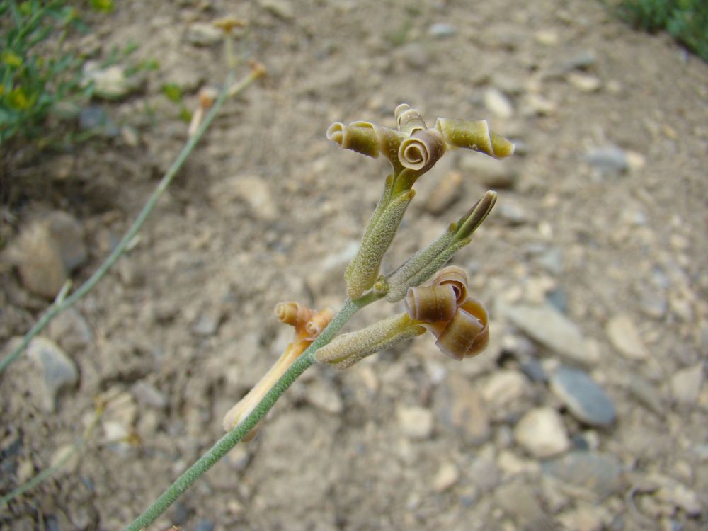 Image of Matthiola integrifolia specimen.