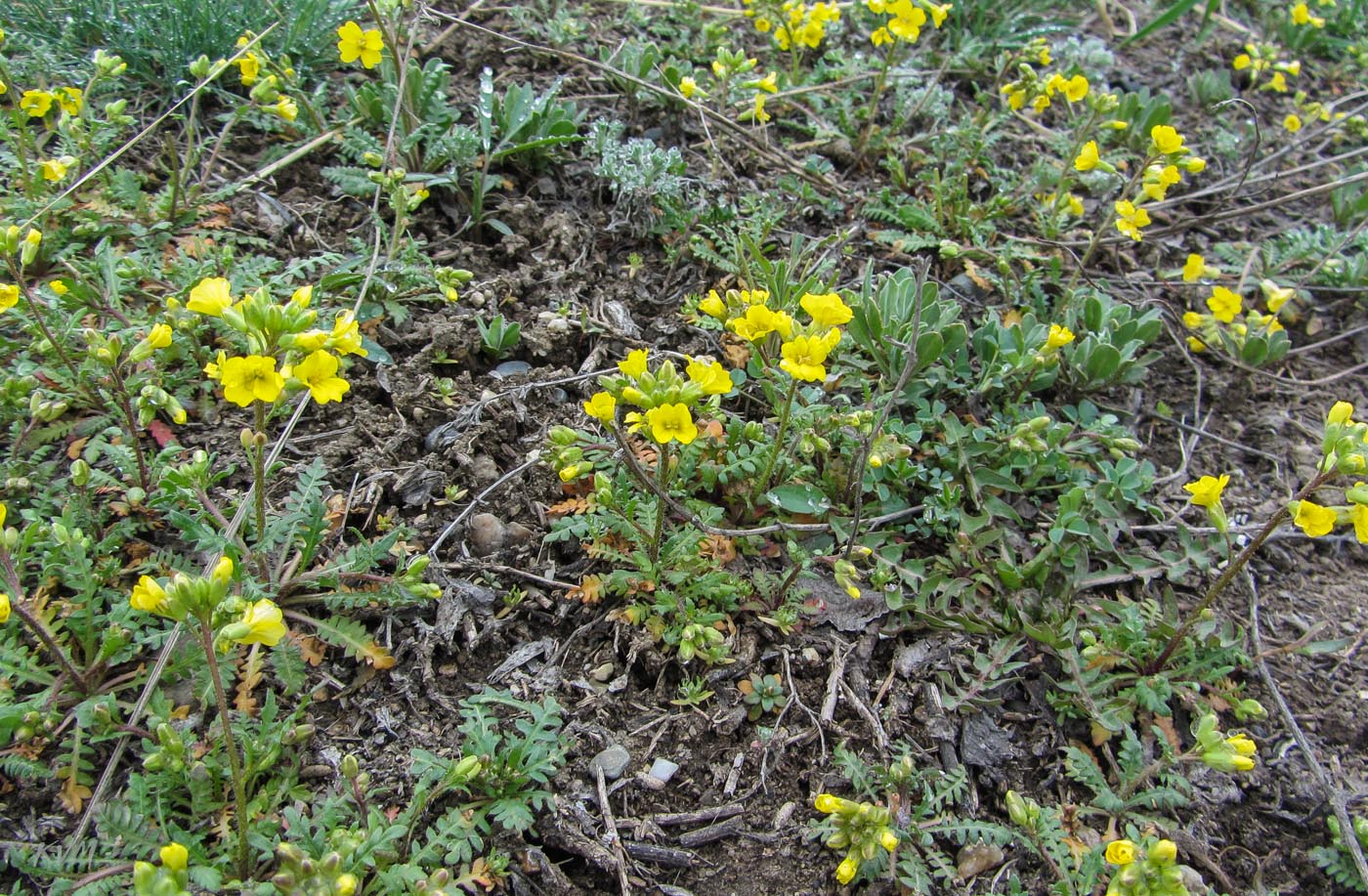 Image of Chorispora sibirica specimen.