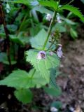 Veronica urticifolia