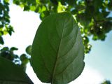 Populus suaveolens