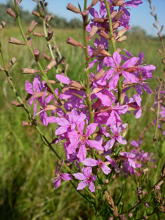 Image of Lythrum virgatum specimen.