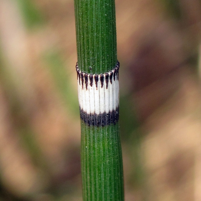 Image of Equisetum hyemale specimen.