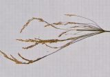 Oloptum thomasii. Веточки из средней части соплодия. Израиль, Шарон, г. Герцлия, рудеральное местообитание. 07.07.2012.