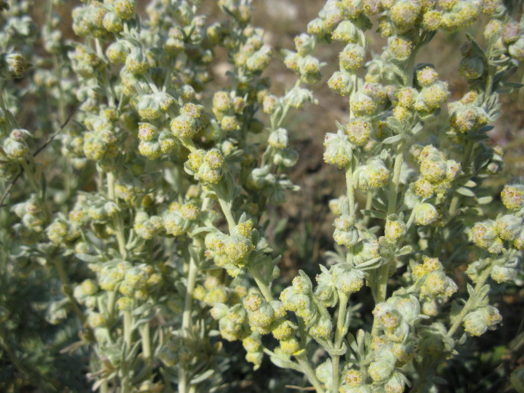 Изображение особи Artemisia caucasica.