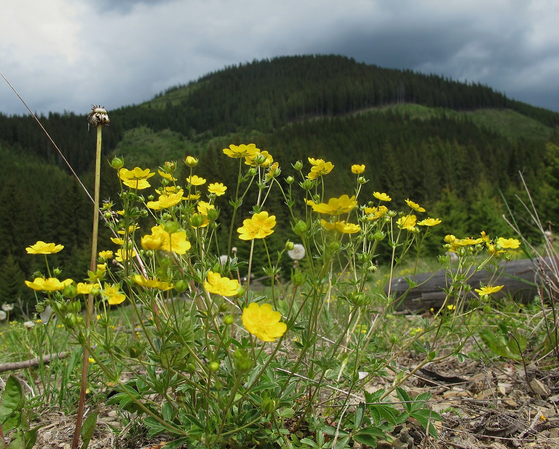 Image of Potentilla aurea specimen.